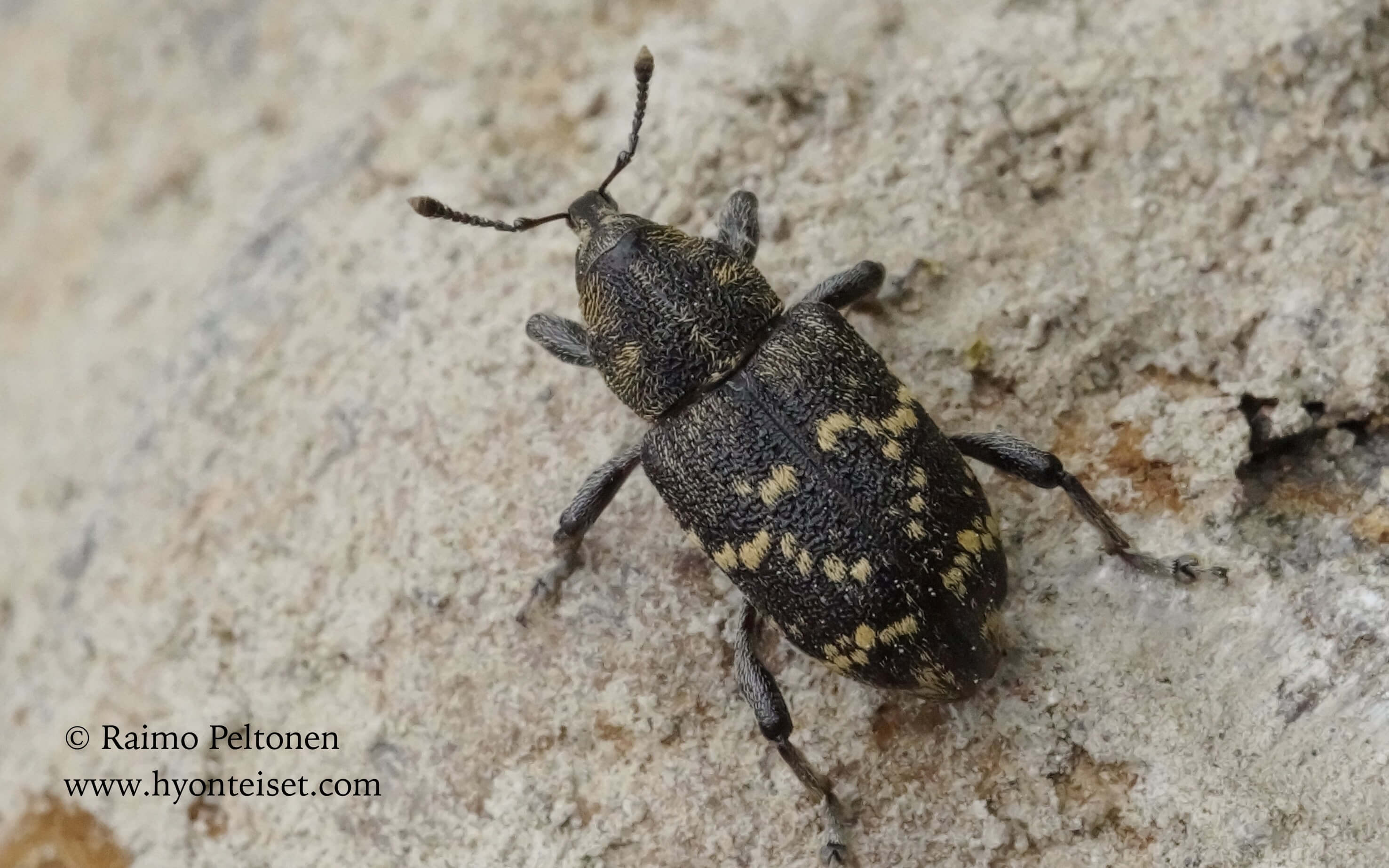 Hylobius abietis 1 HYÖNTEISKUVASTO