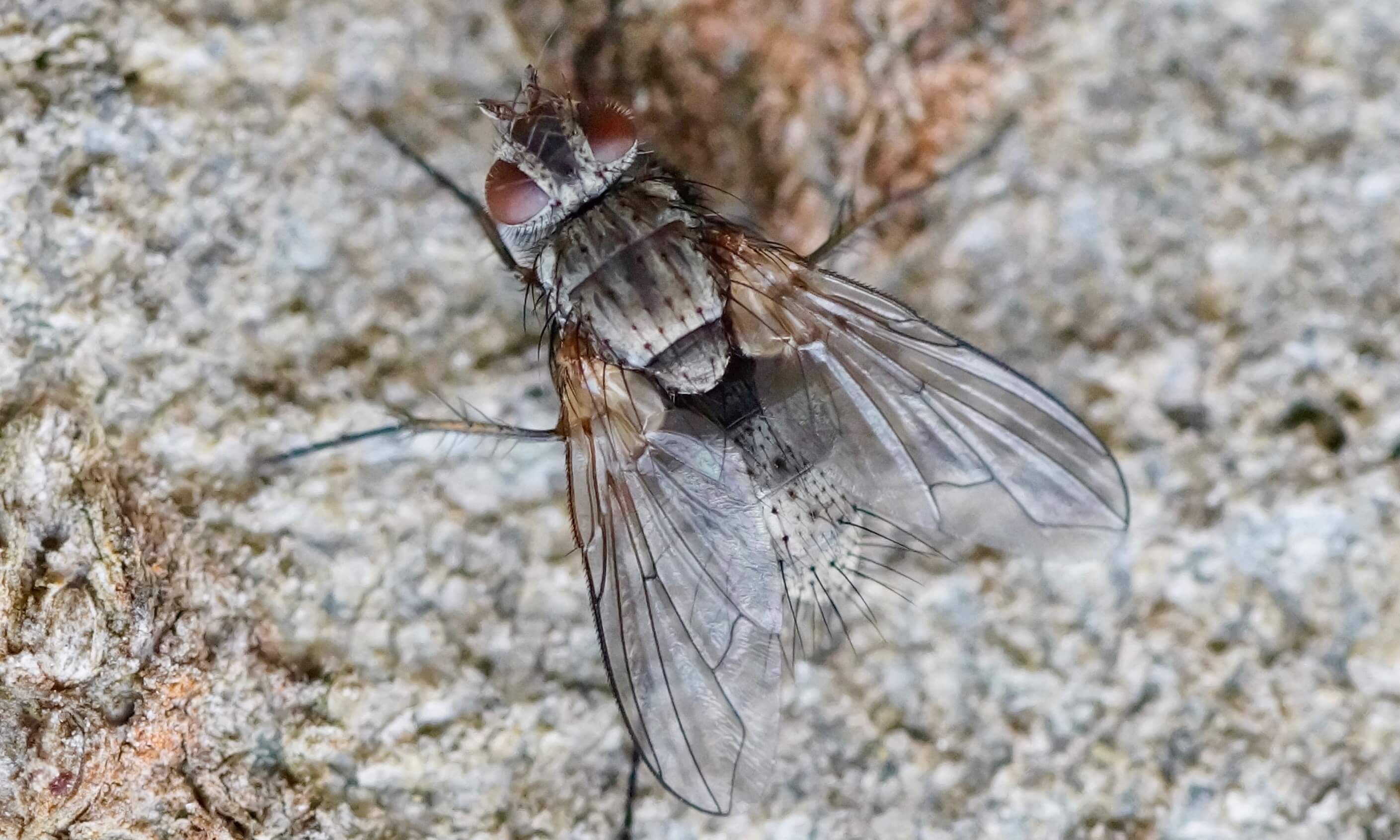 www.hyonteiset.com/wp-content/uploads/DSC4843.jpeg