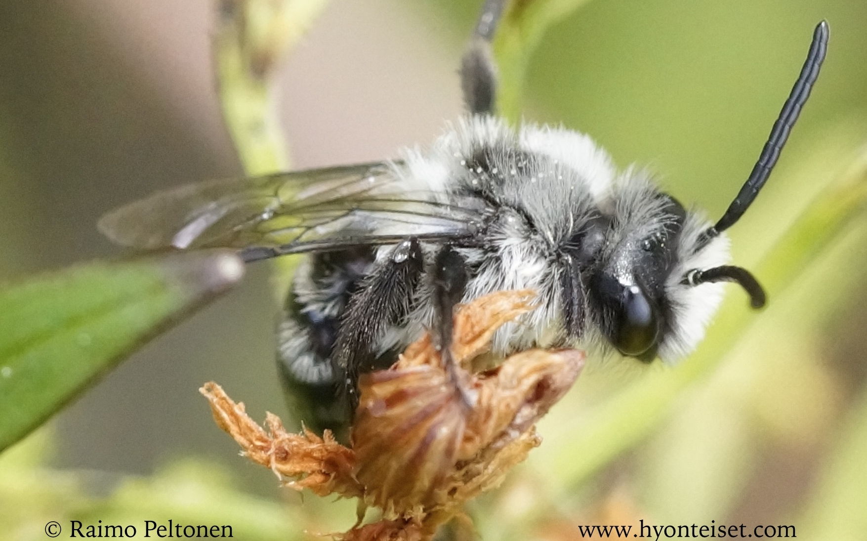 Andrena cineraria-hohtomaamehiläinen, koiras (det. Juho Paukkunen)