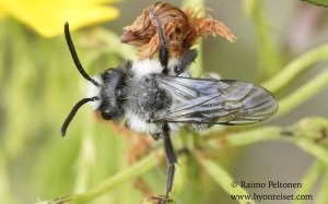 Andrena cineraria 1