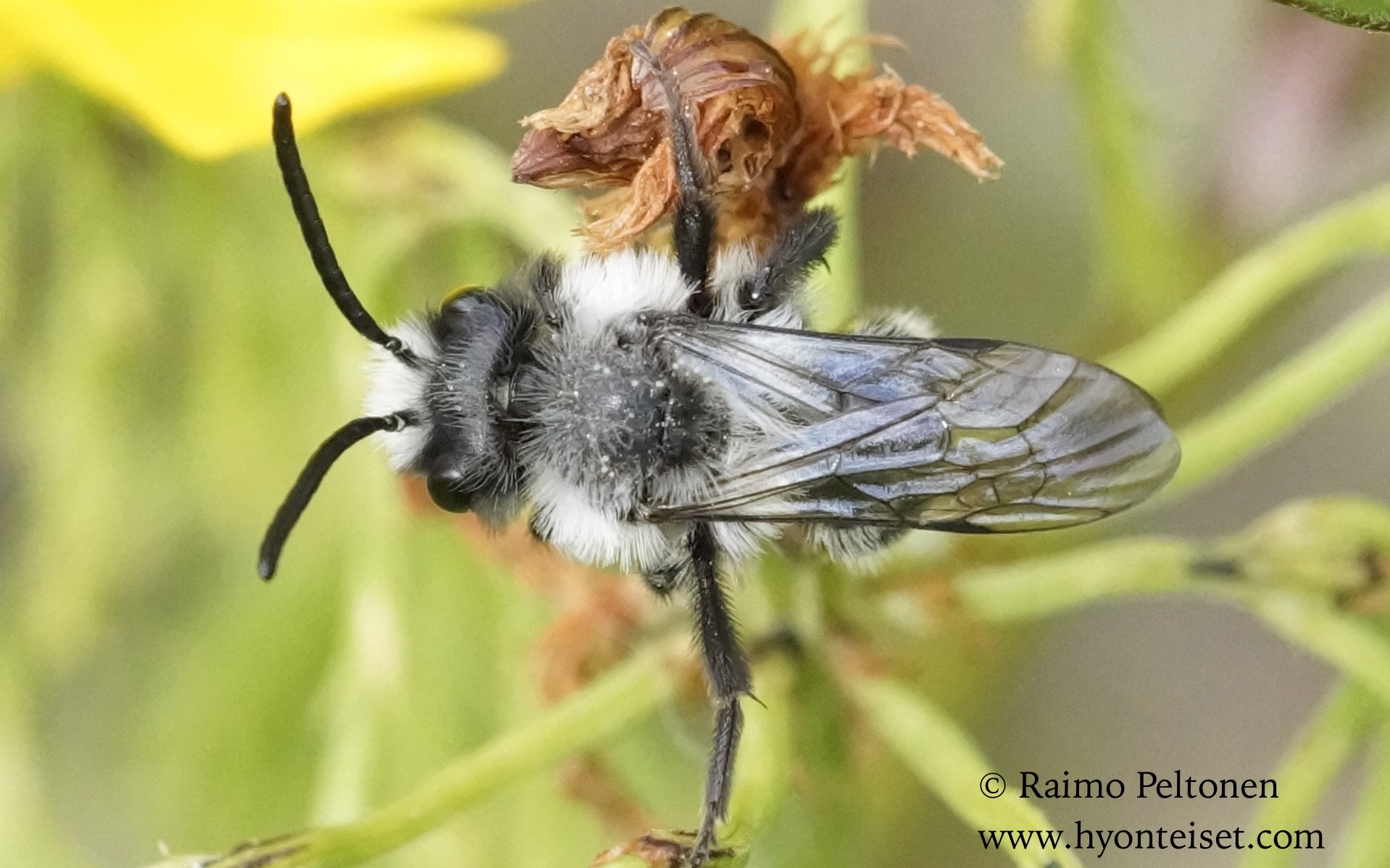 Andrena cineraria-hohtomaamehiläinen, koiras (det. Juho Paukkunen)