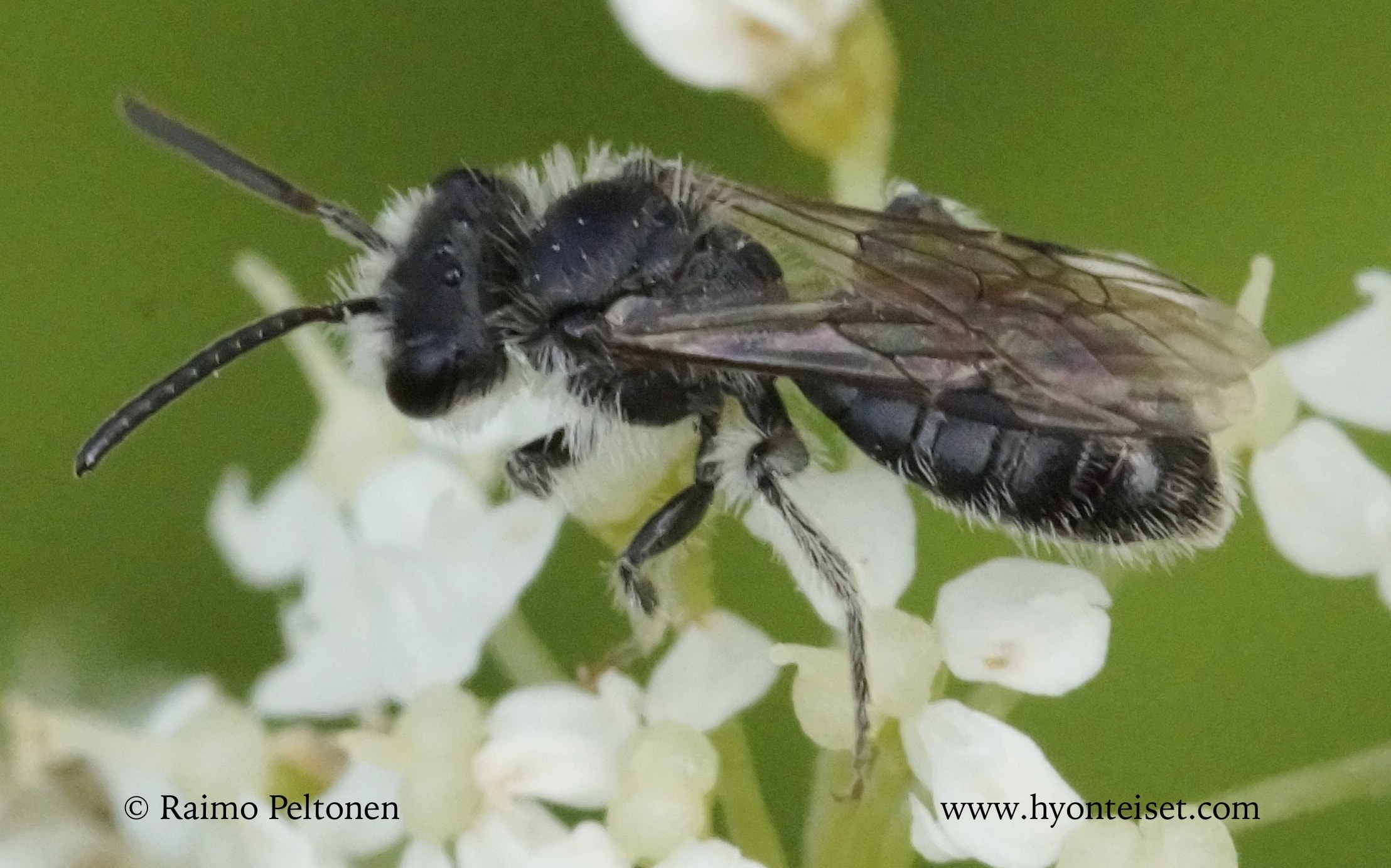 Andrena semilaevis-metsämaamehiläinen (det. Juho Paukkunen)