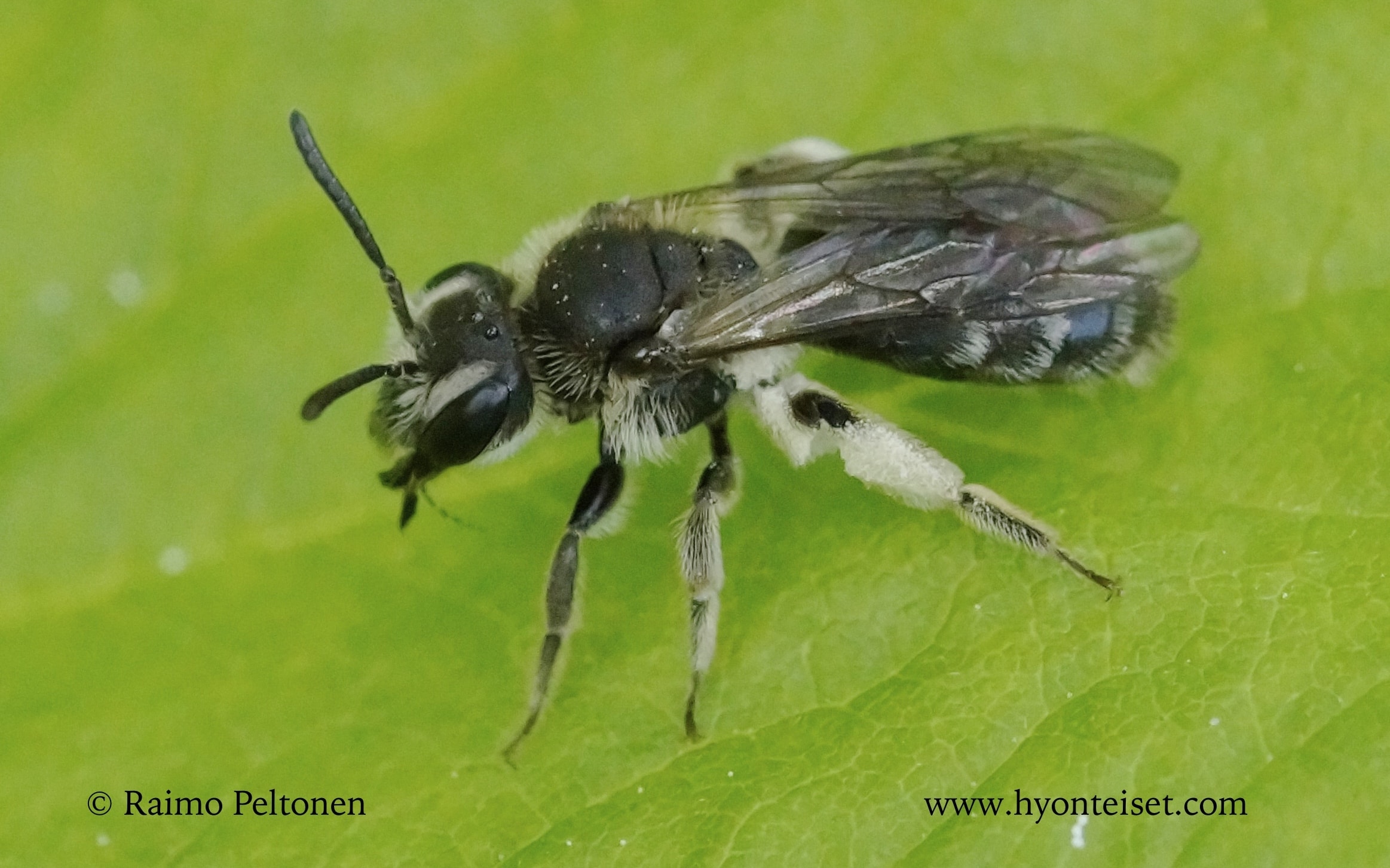 Andrena subopaca-piennarmaamehiläinen (det. JuhoPaukkunen)