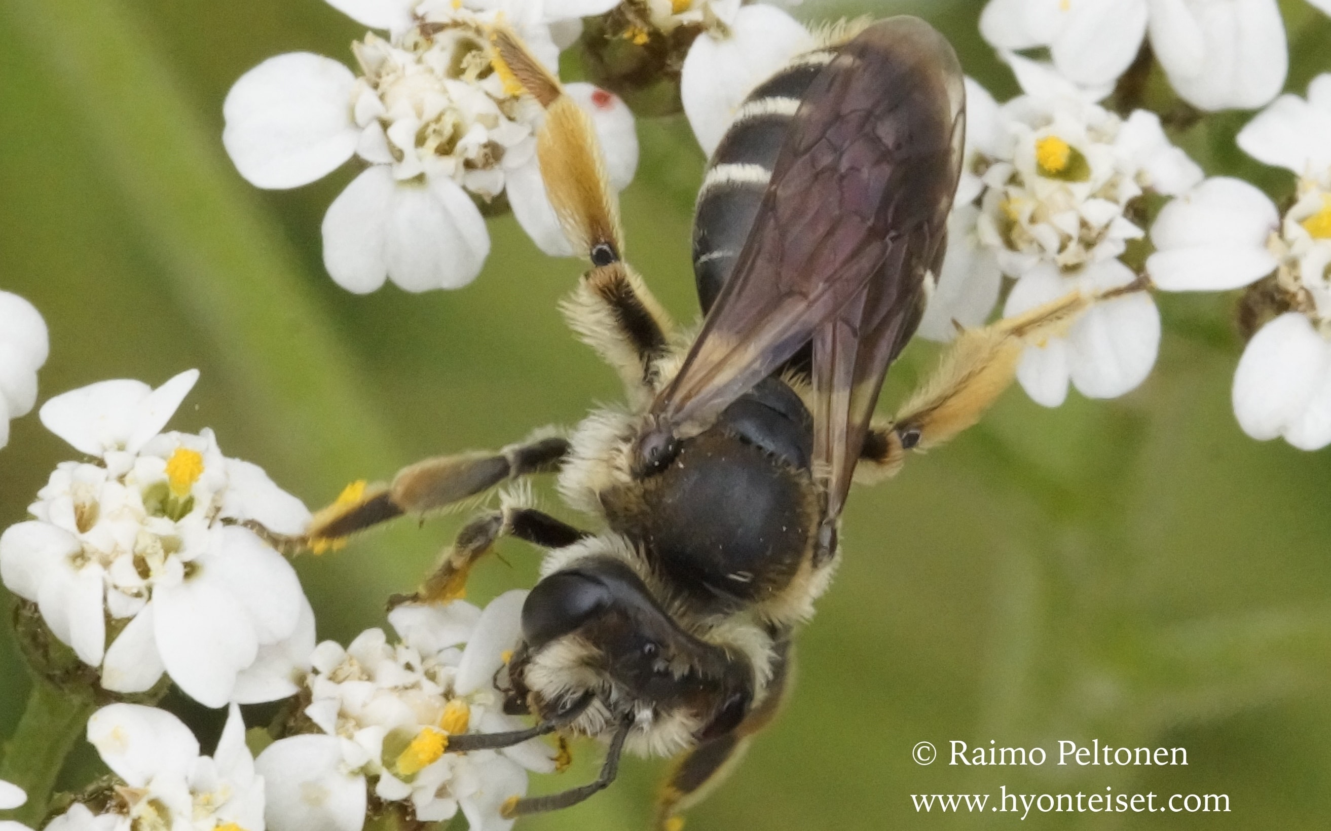 Andrena wilkella-niittymaamehiläinen, naaras (det. Juho Paukkunen)