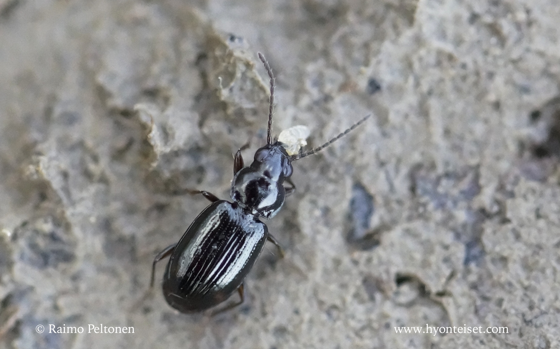 Bembidion guttula/mannerheimii (det. Juha Salokannel)