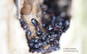 Camponotus herculeanus 2