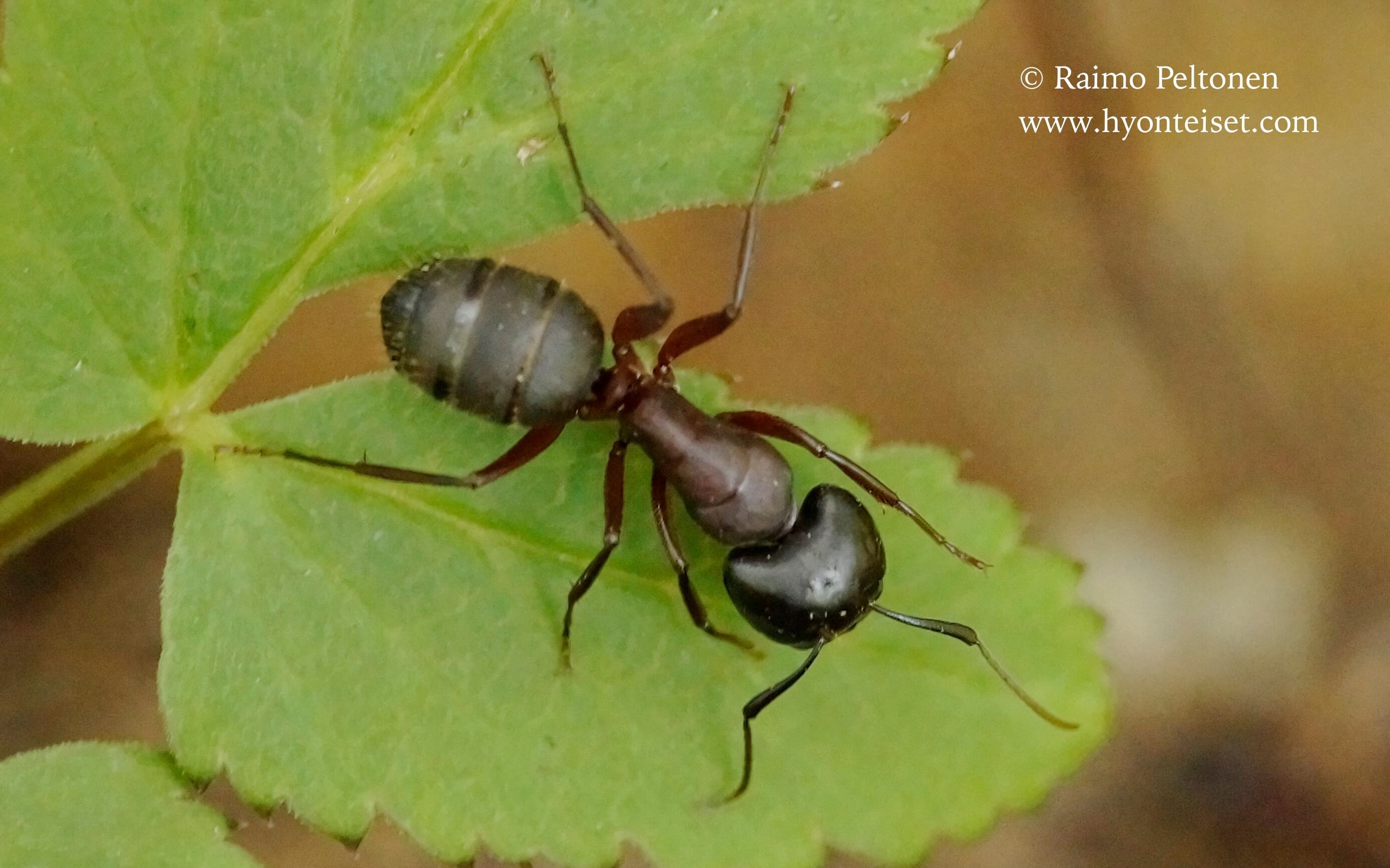 Camponotus herculeanus-aitohevosmuurahainen