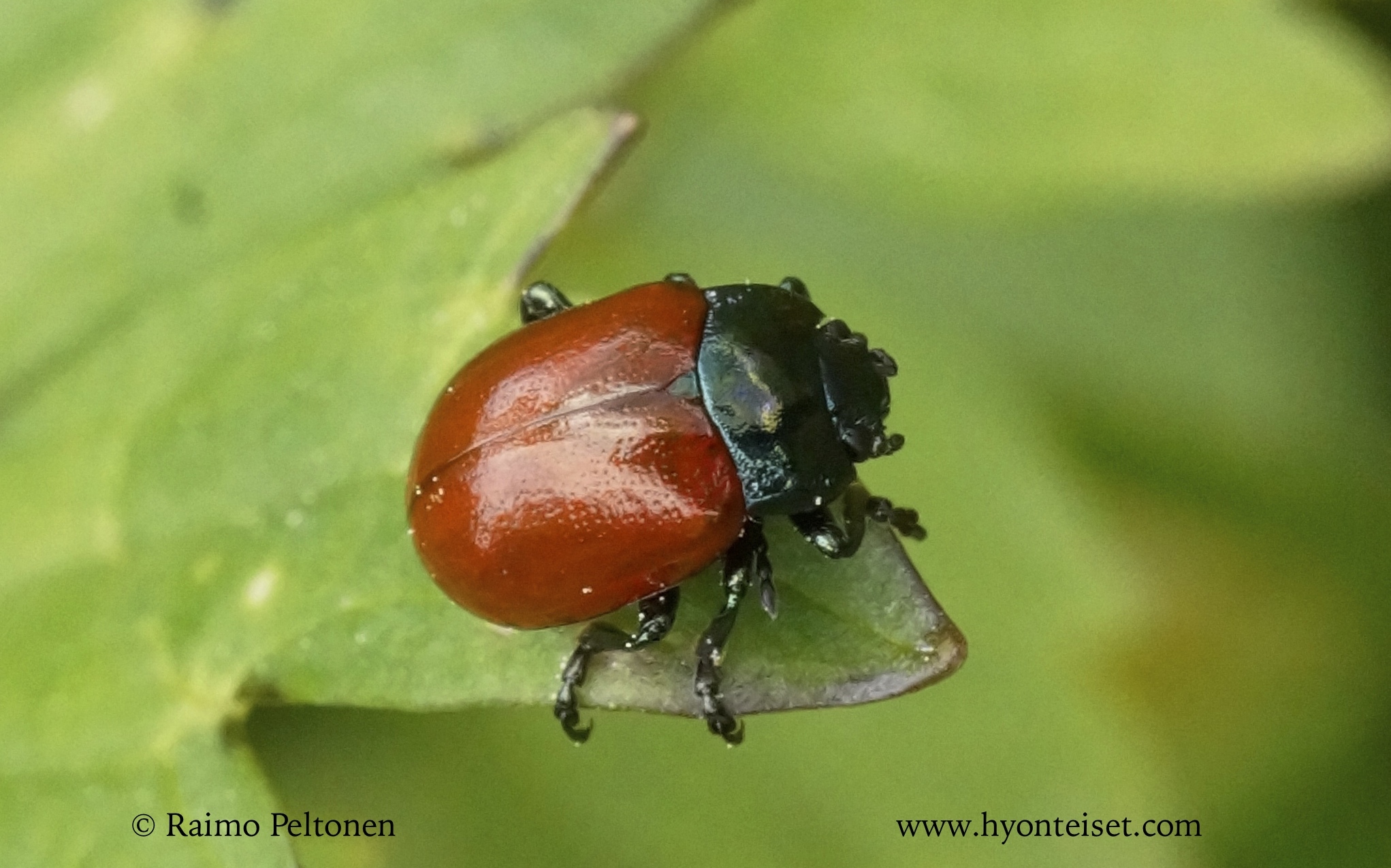 Chrysolina polita-minttukuoroiainen (det. Juha Salokannel)