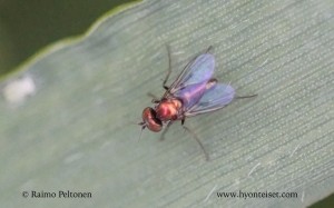 Chrysotus sp. 1