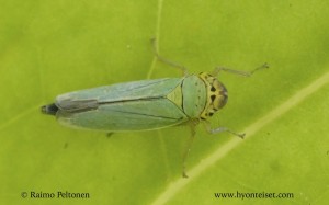 Cicadella viridis 1