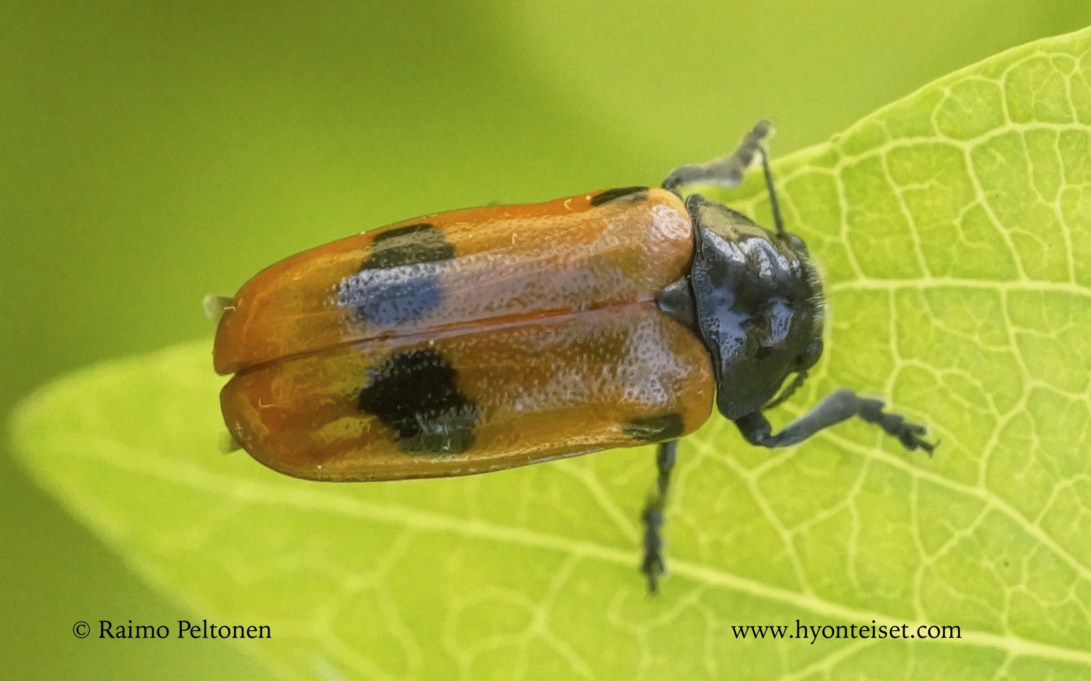 Clytra quadripunctata-muurahaispääkkö