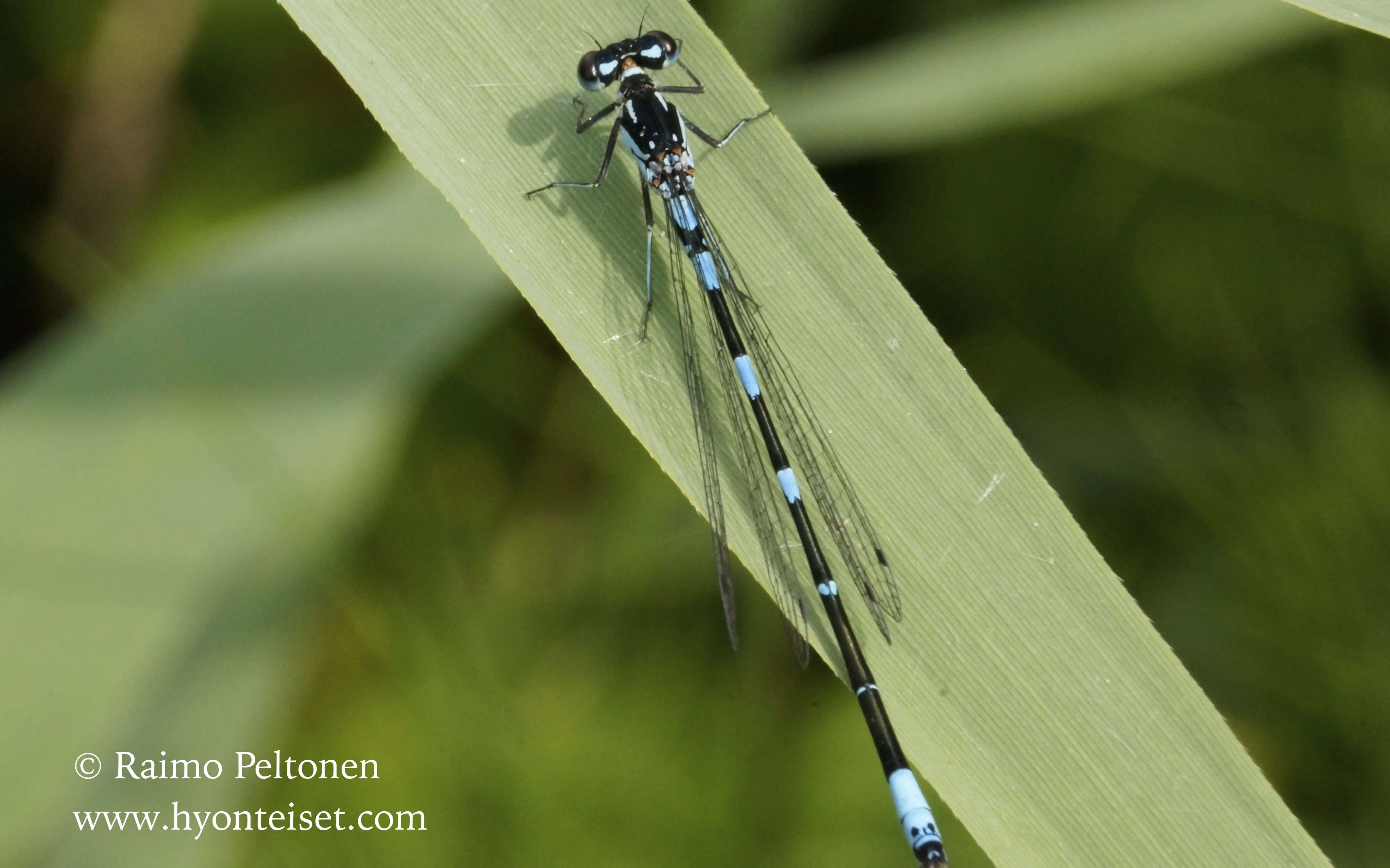 Coenagrion pulchellum-sirotytönkorento