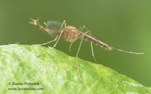 cf. Aedes/Ochlerotatus sp.