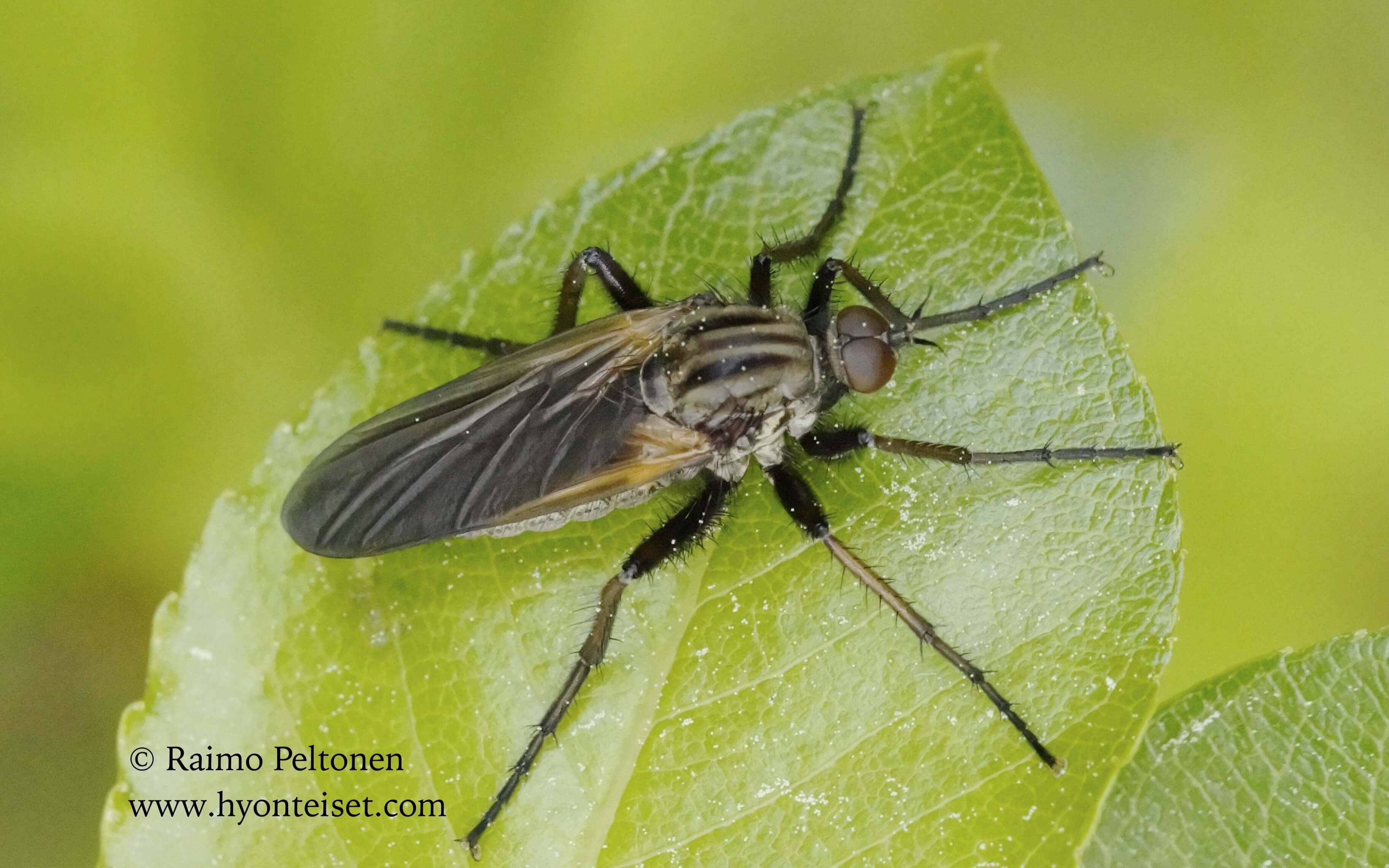 Empis tesselata
