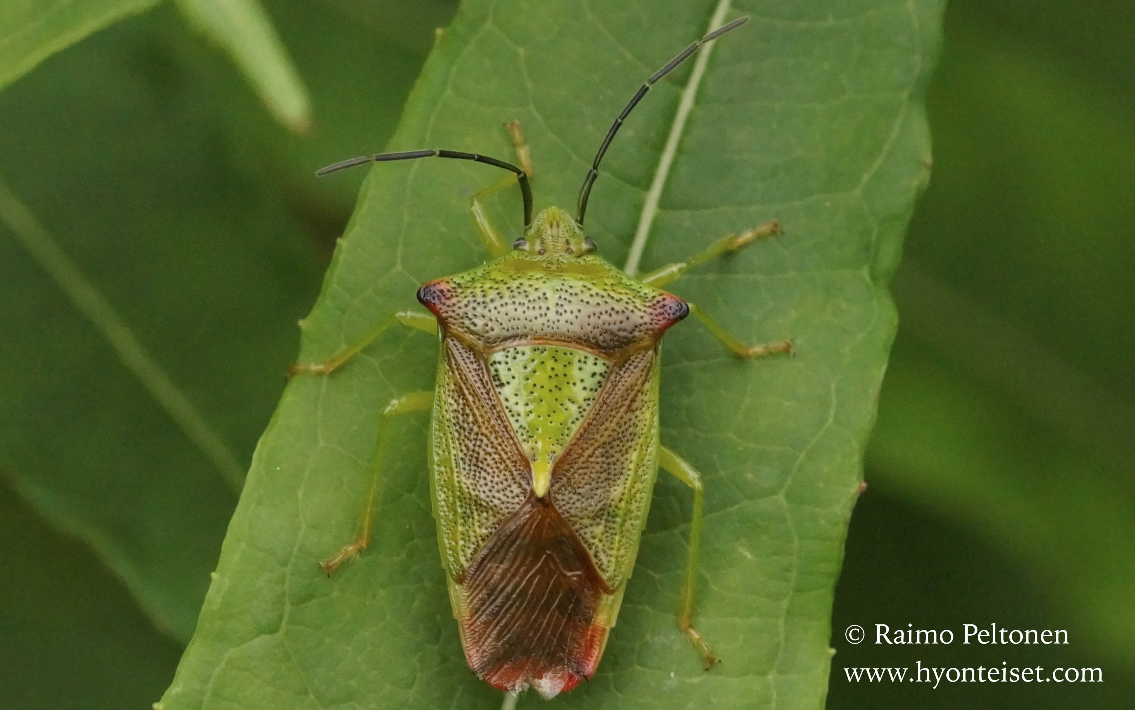 Acanthosoma haemorrhoidale-tuomilude