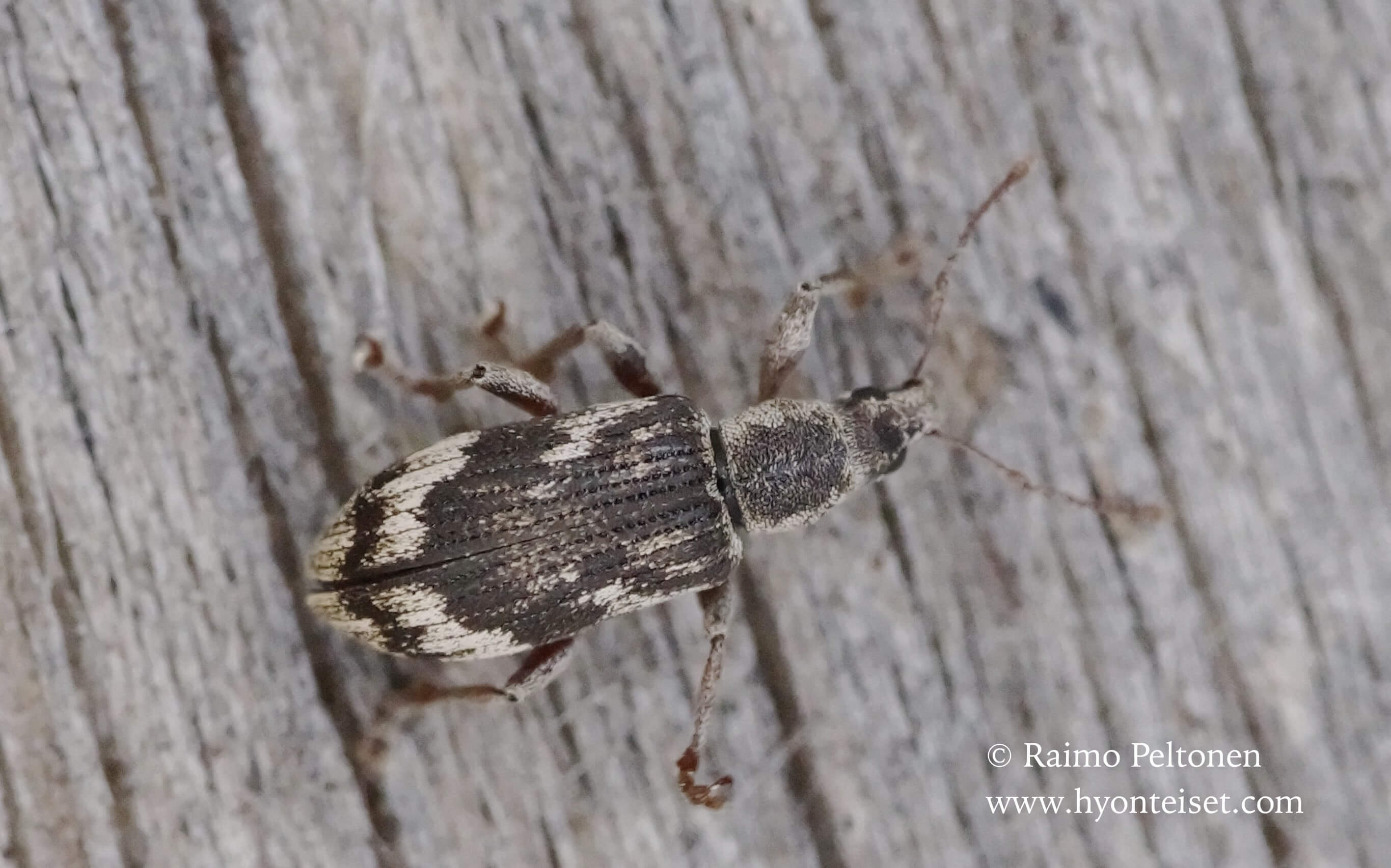 Poludrosus undatus-aaltosuomukärsäkäs (det. Tapio Kujala)