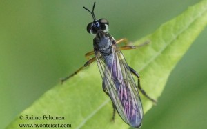 Dioctria hyalipennis 1