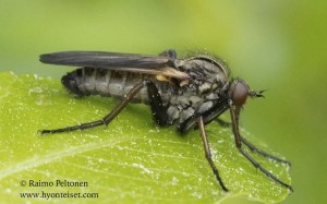 Empis tessellata 2