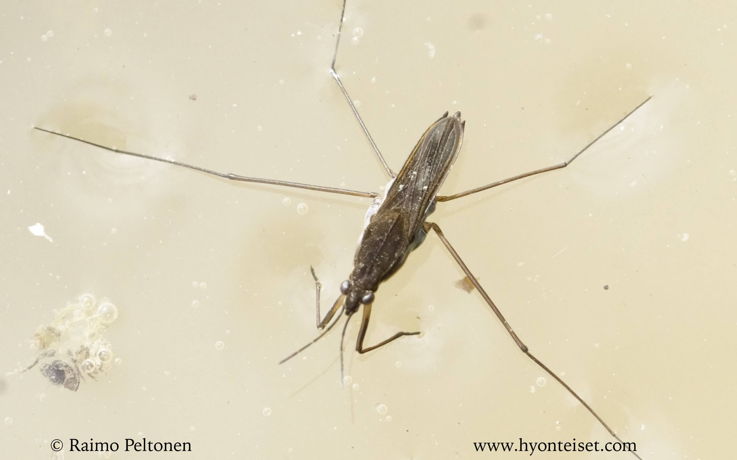 Gerris odontogaster-kyhmyvesimittari