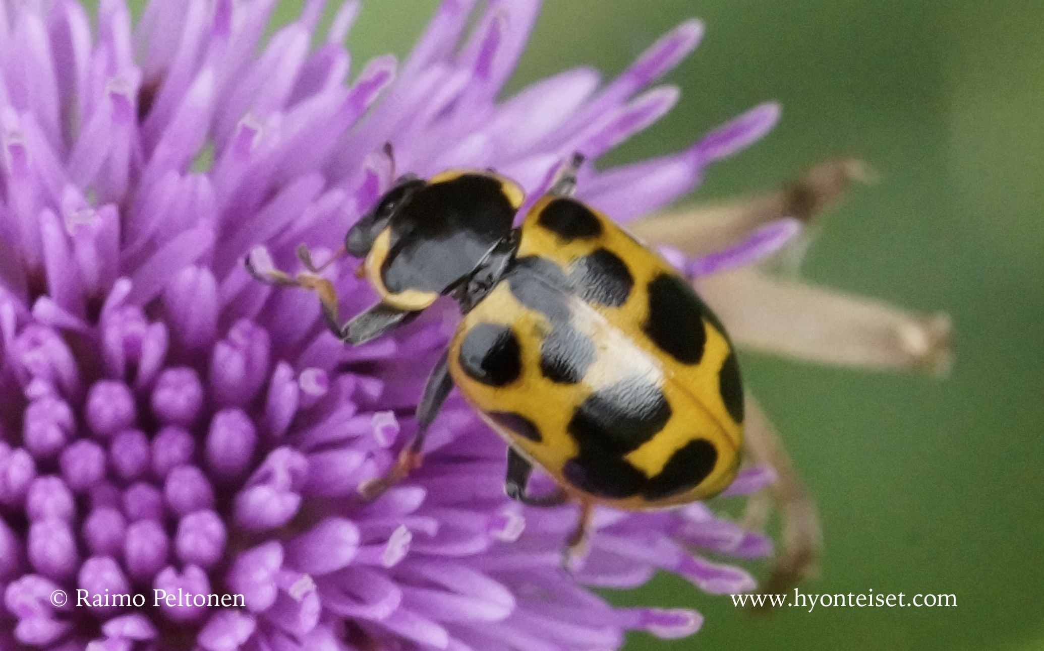 Hippodamia septemmaculata-vainiopirkko