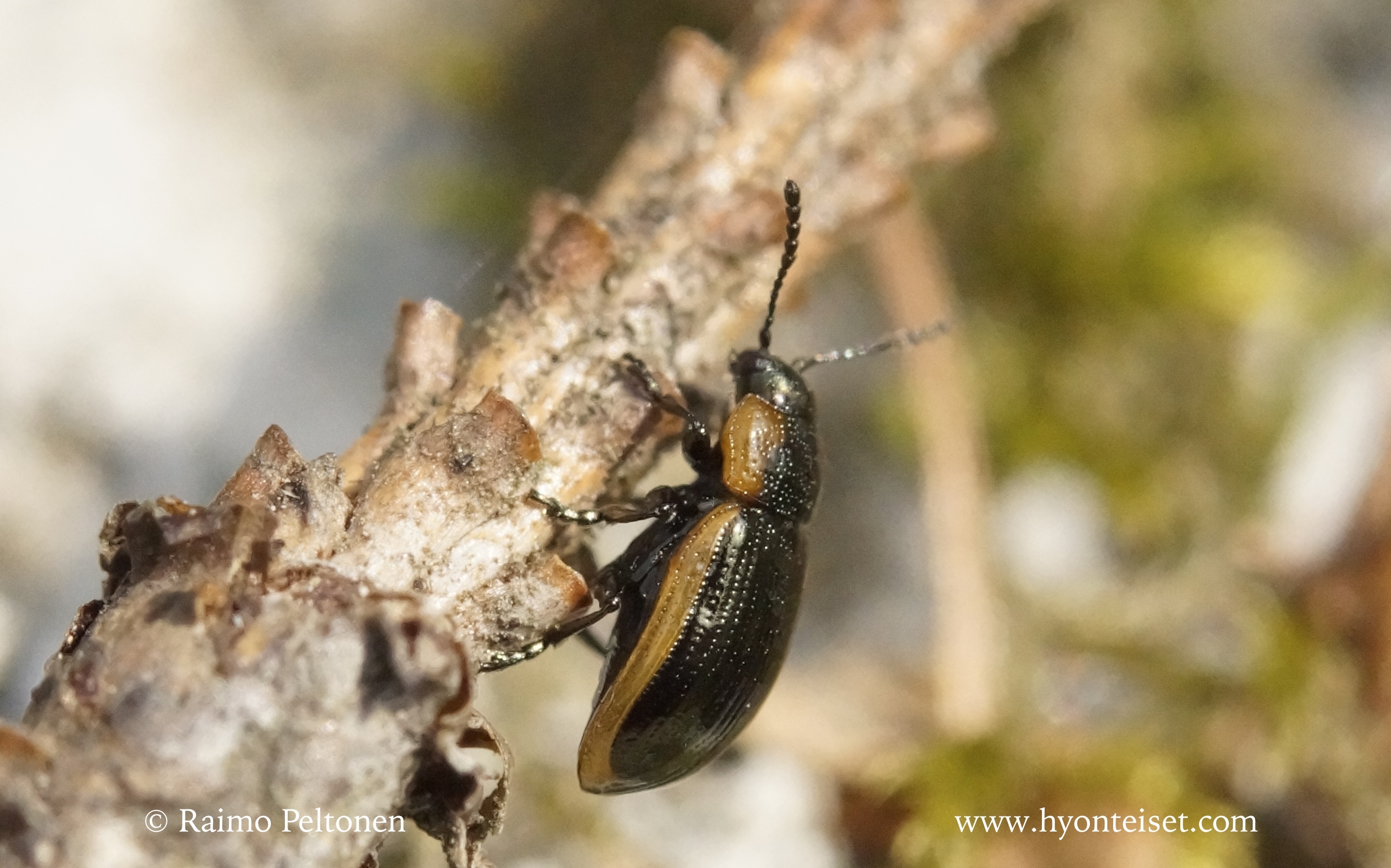 Hydrothassa marginella-leinikkikuoriainen