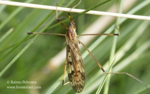 Metalimnobia quadrinotata/zetterstedti/ tenua 1