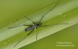 Molophilus ater