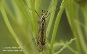 Nephrotoma aculeata 1