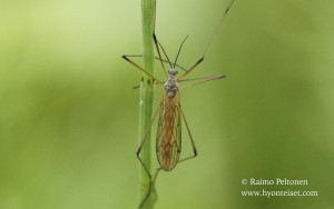 Phylidorea abdominalis