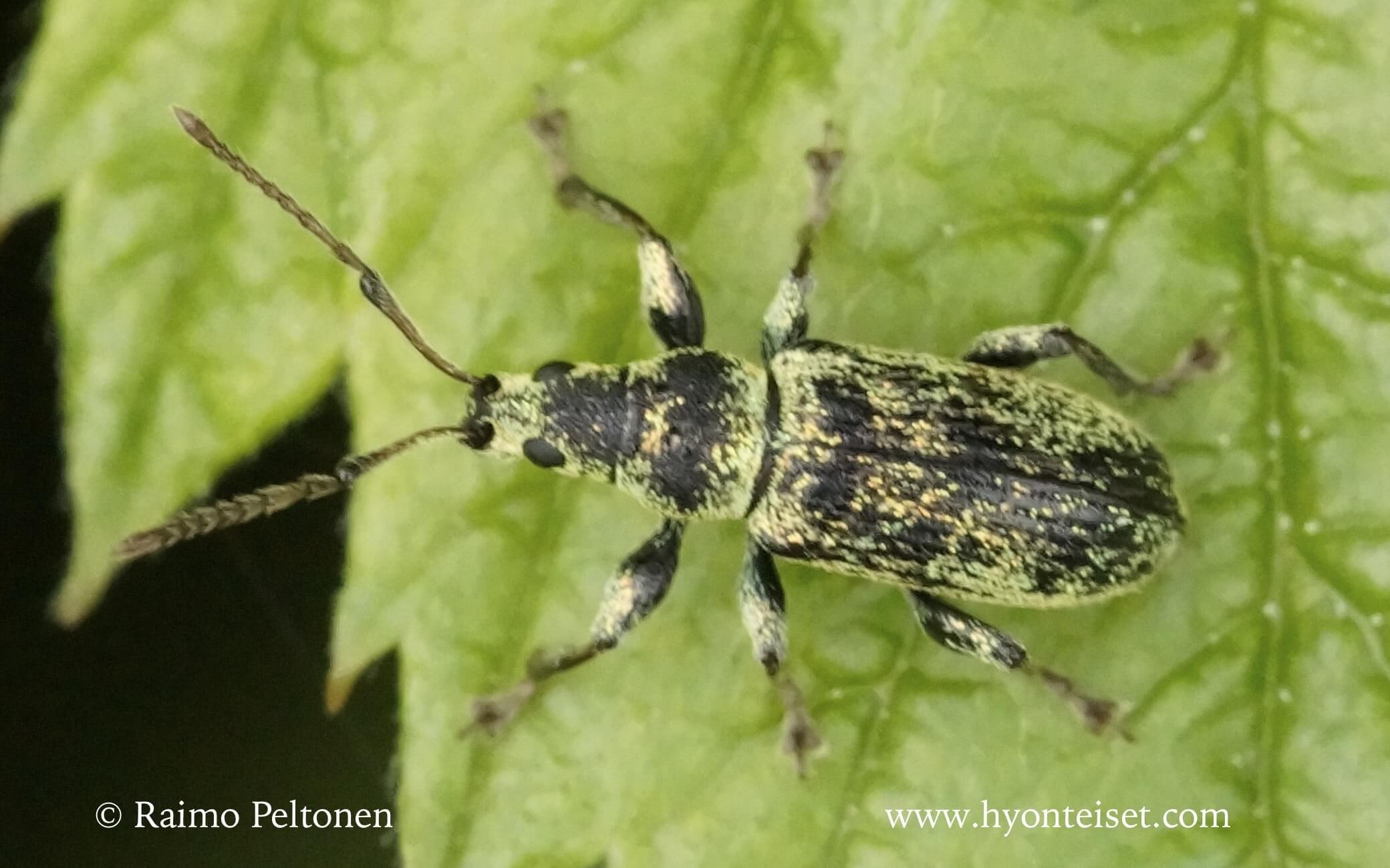 Phyllobius cf. maculicornis-sarvilehtikärsäkäs (det. Juha Salokannel)