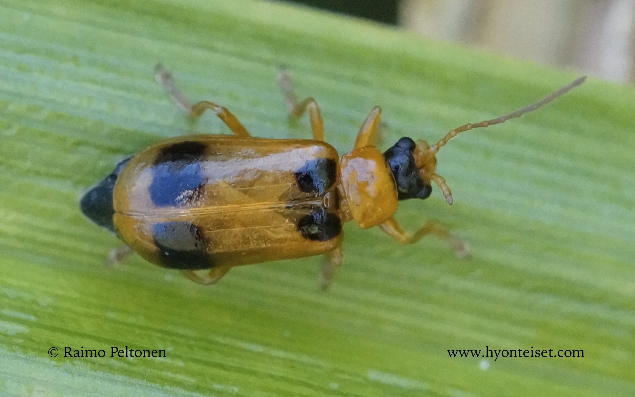 Phyllobrotica quadrimaculata-vuohennokkanälvikäs