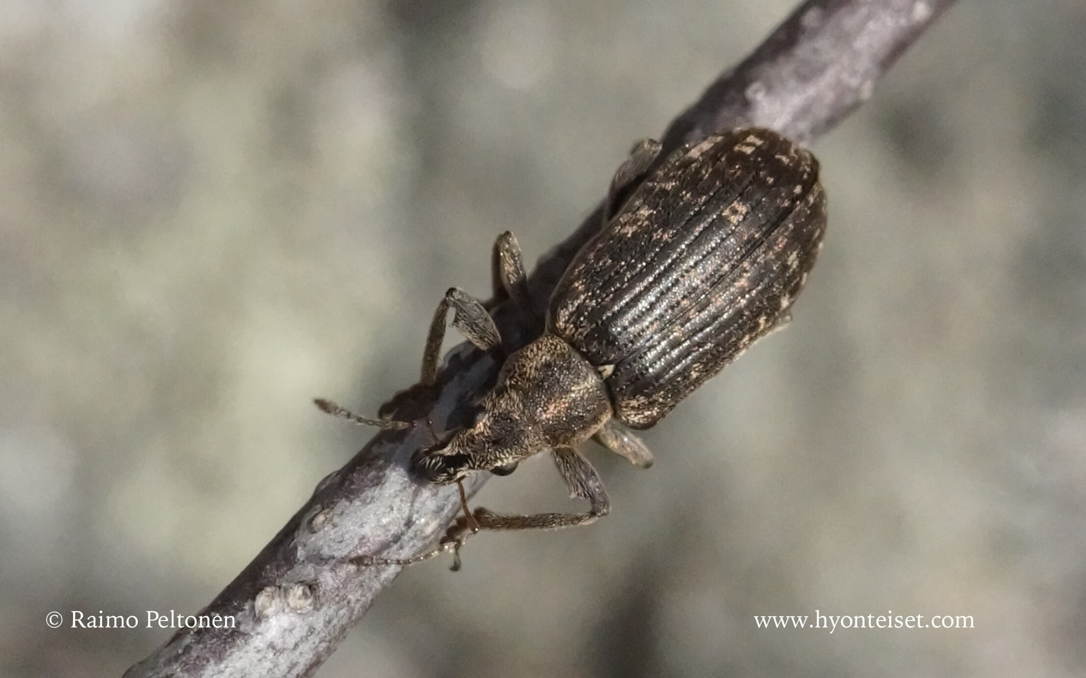 Polydrosus pilosus-karvasuomukärsäkäs