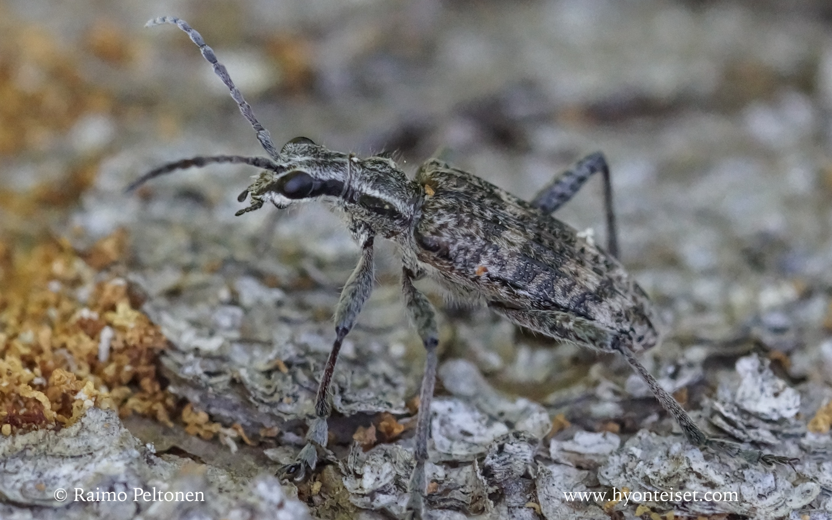 Rhagium inquisitor-havukantojäärä