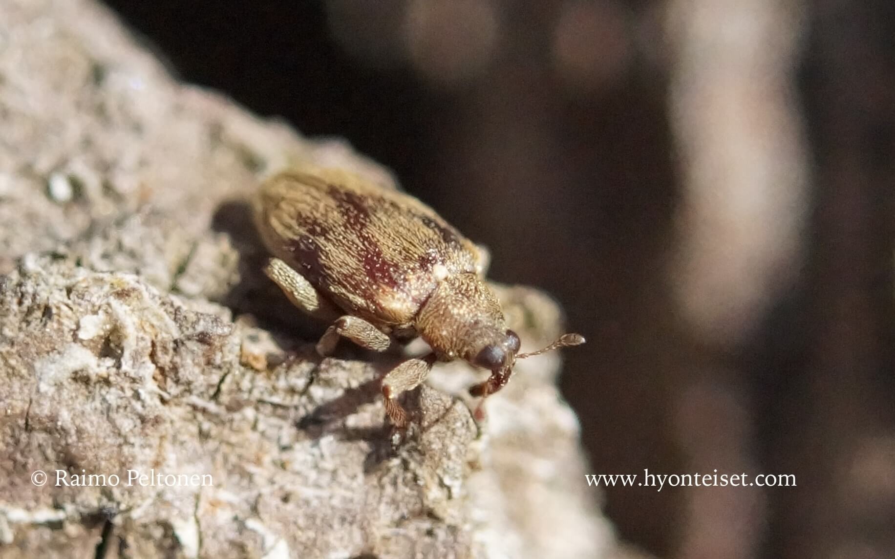 Rhynchaenus testaceus-lepänhyppykärsäkäs (det. Tapio Kujala)