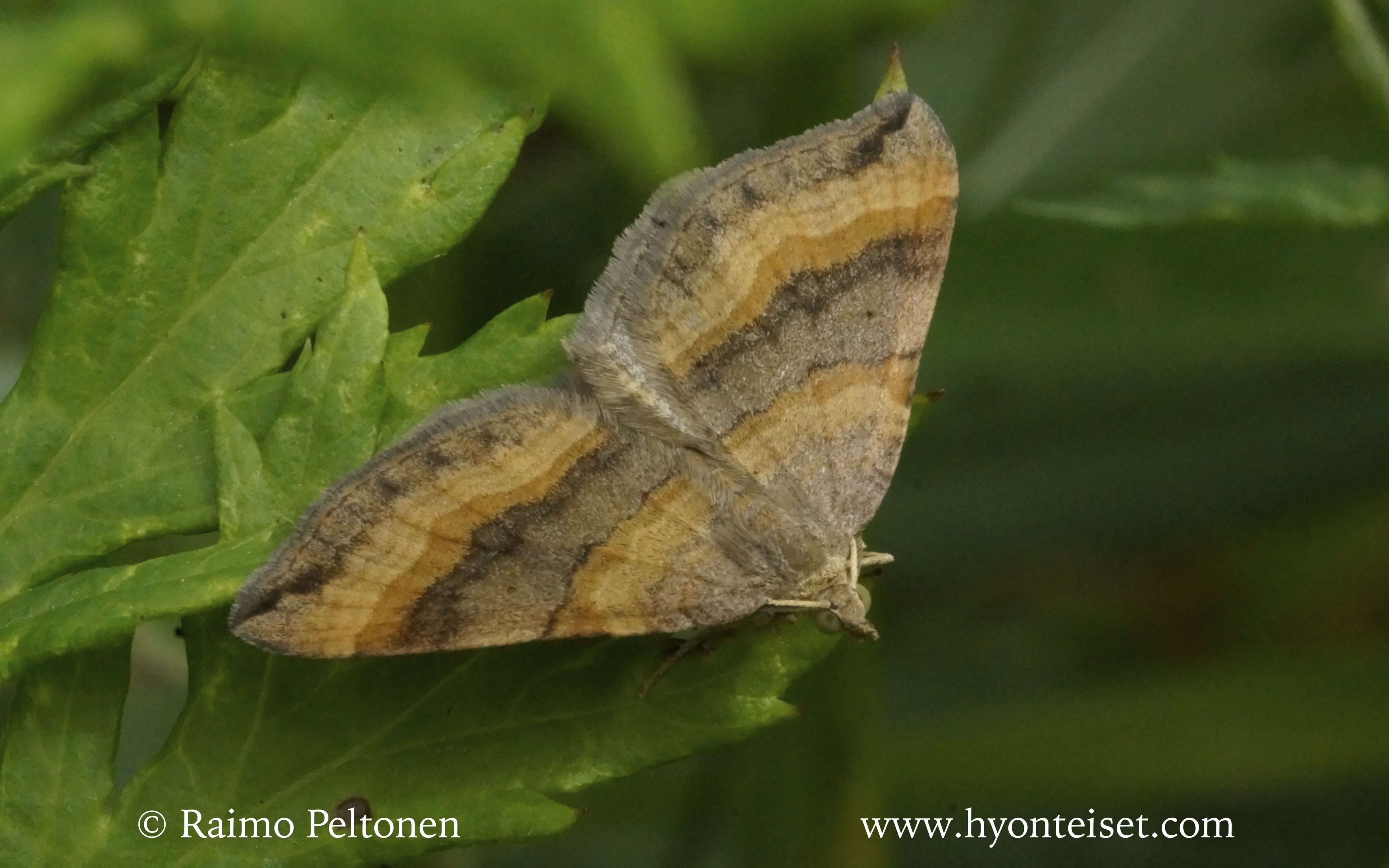 Scotopteryx chenopodiata-pihamittari