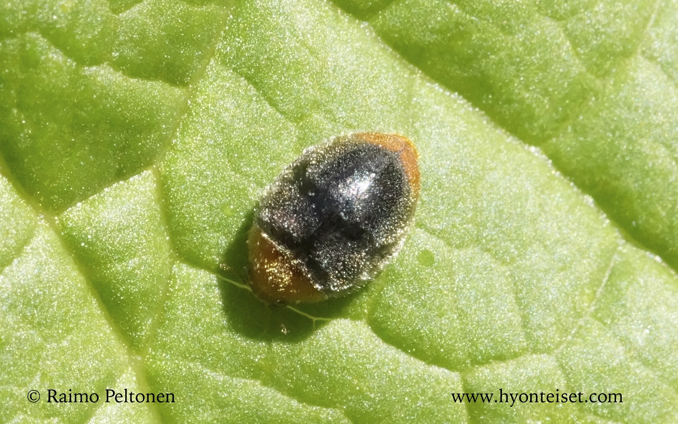 Symnus haemorrhoidalis (det. Juha Salokannel)