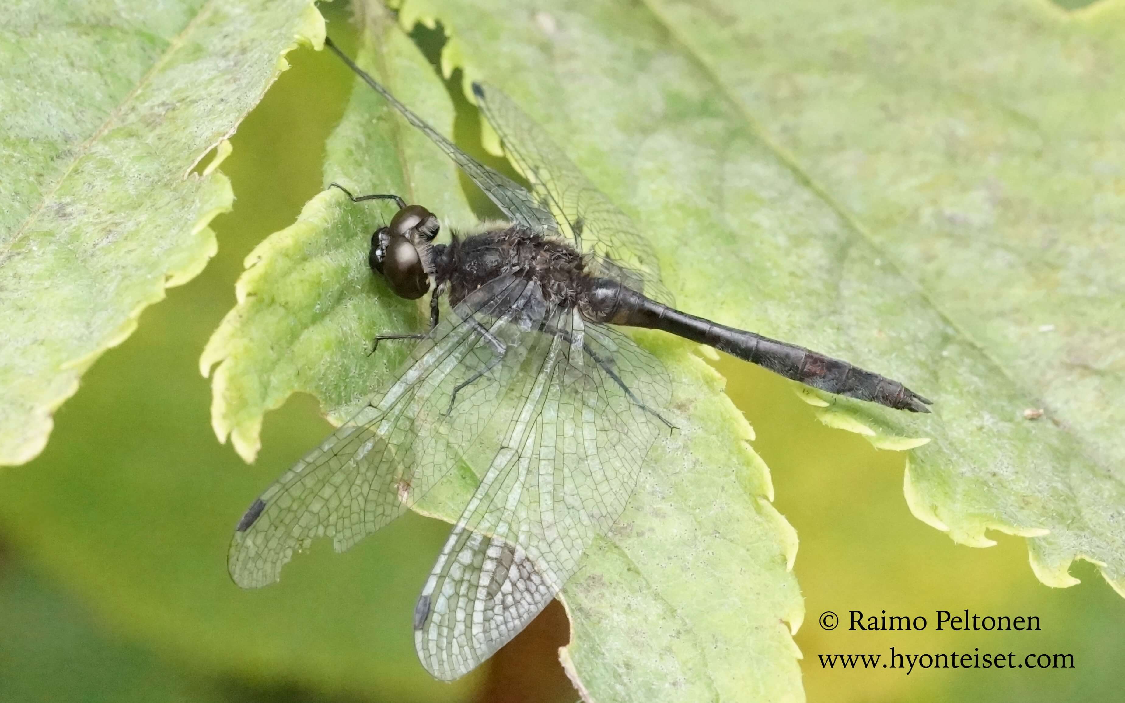 Sympetrum danae-tummasyyskorento, koiras