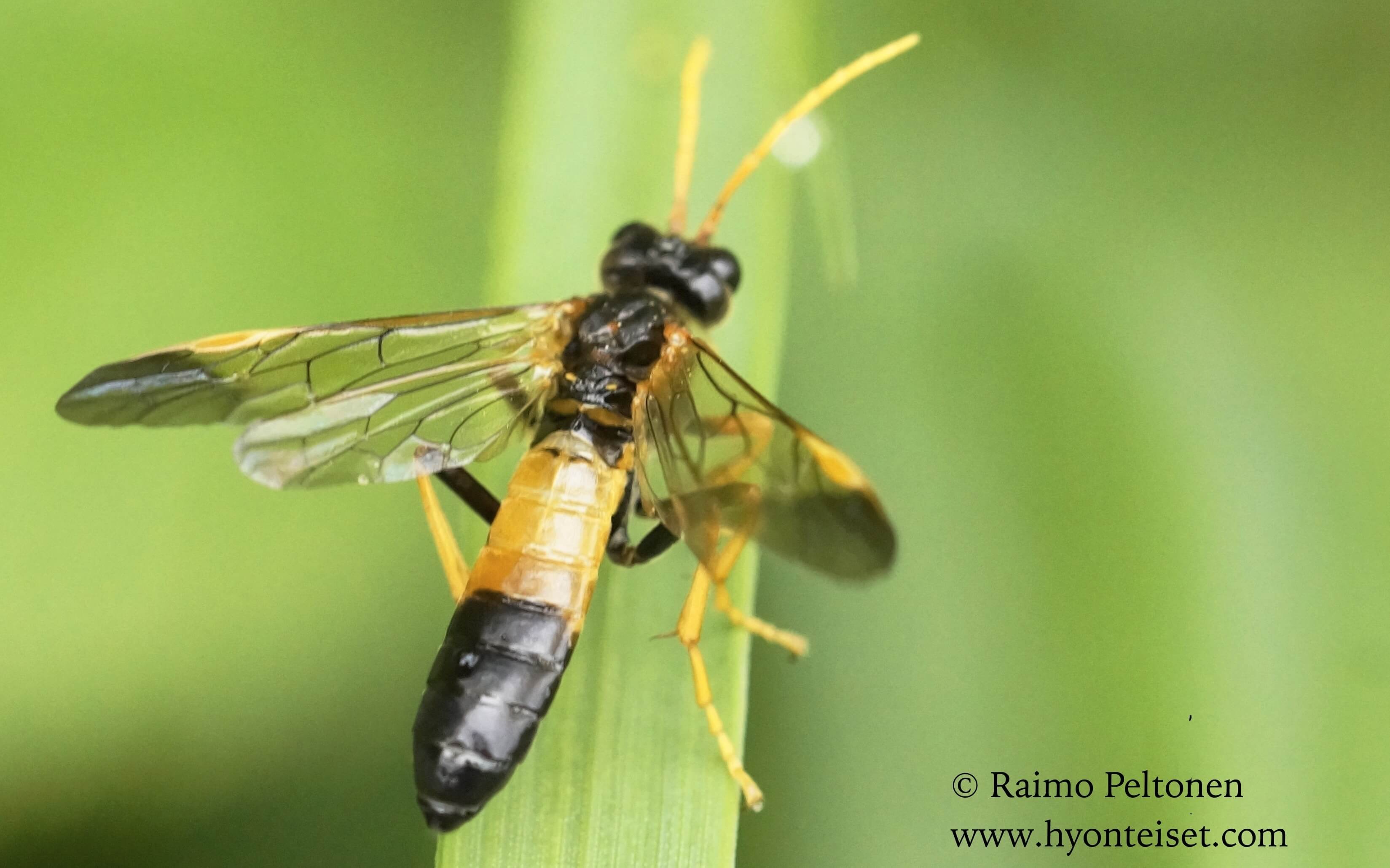 Tenthredo campestris, naaras (det. Veli Vikberg)