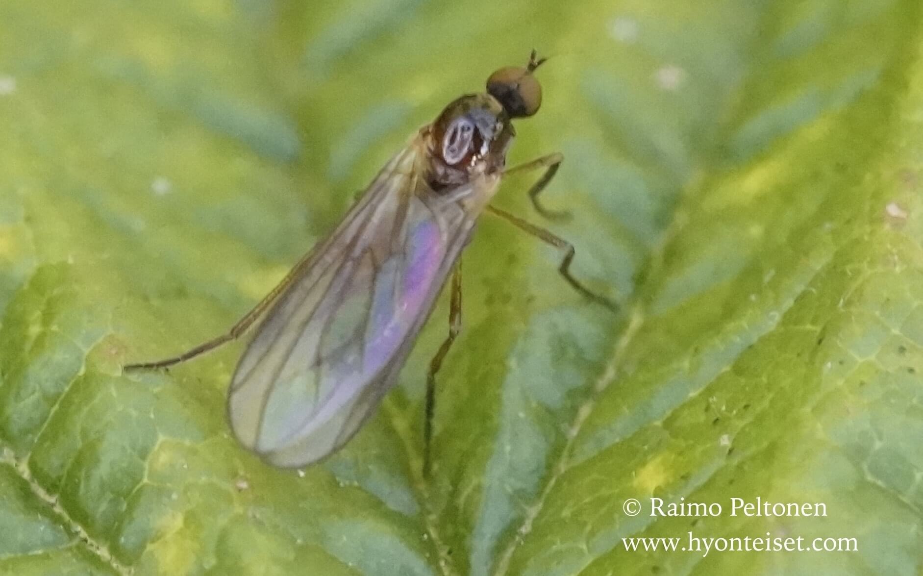 Trichinomyia flavipes (det. Kaj Winqvist)