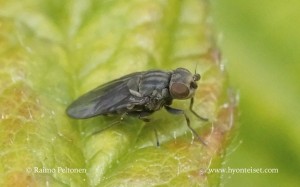 Aphanotrigonum trilineatum