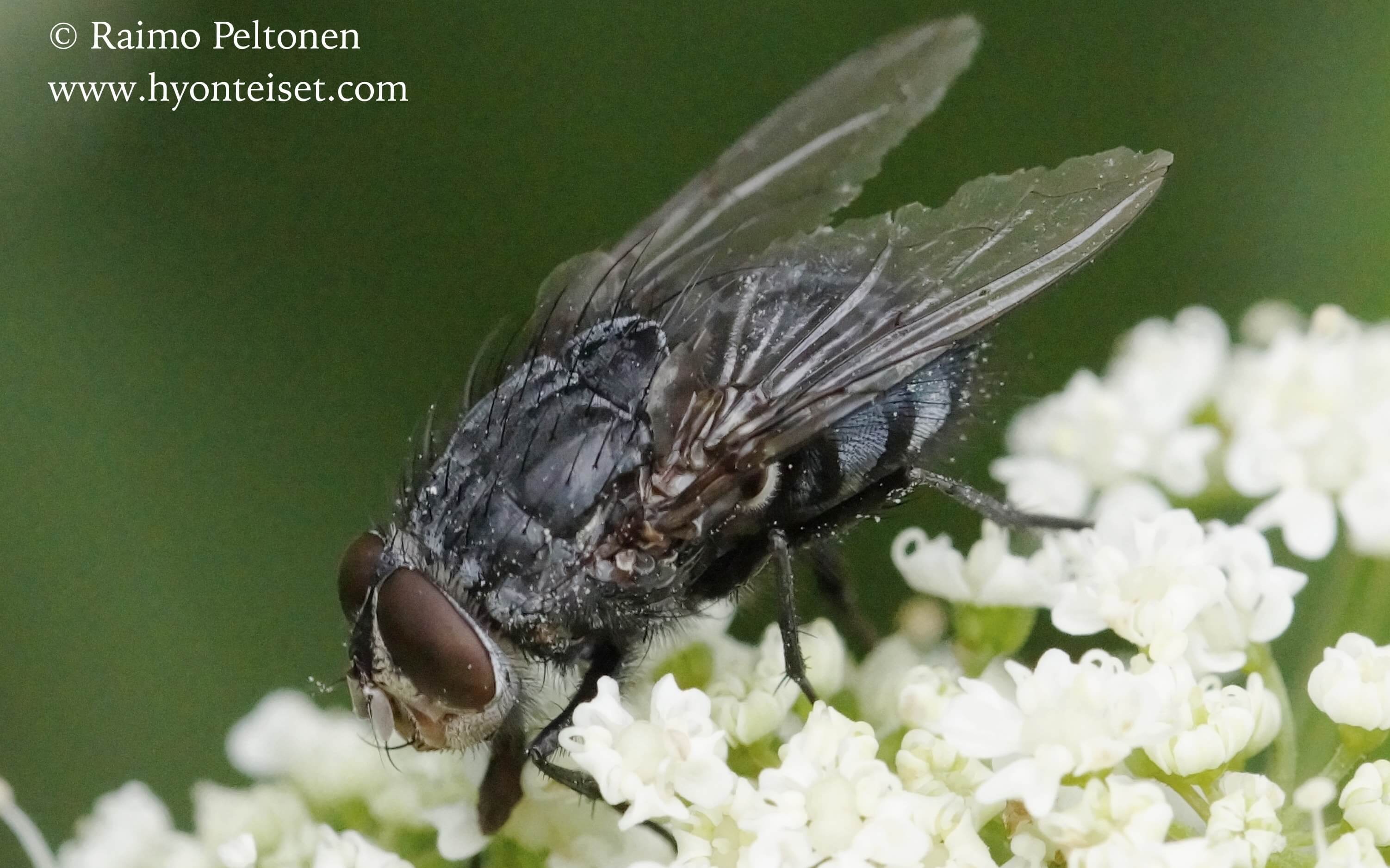 Calliphora vicina, koiras (det. Stephane Lebrun)
