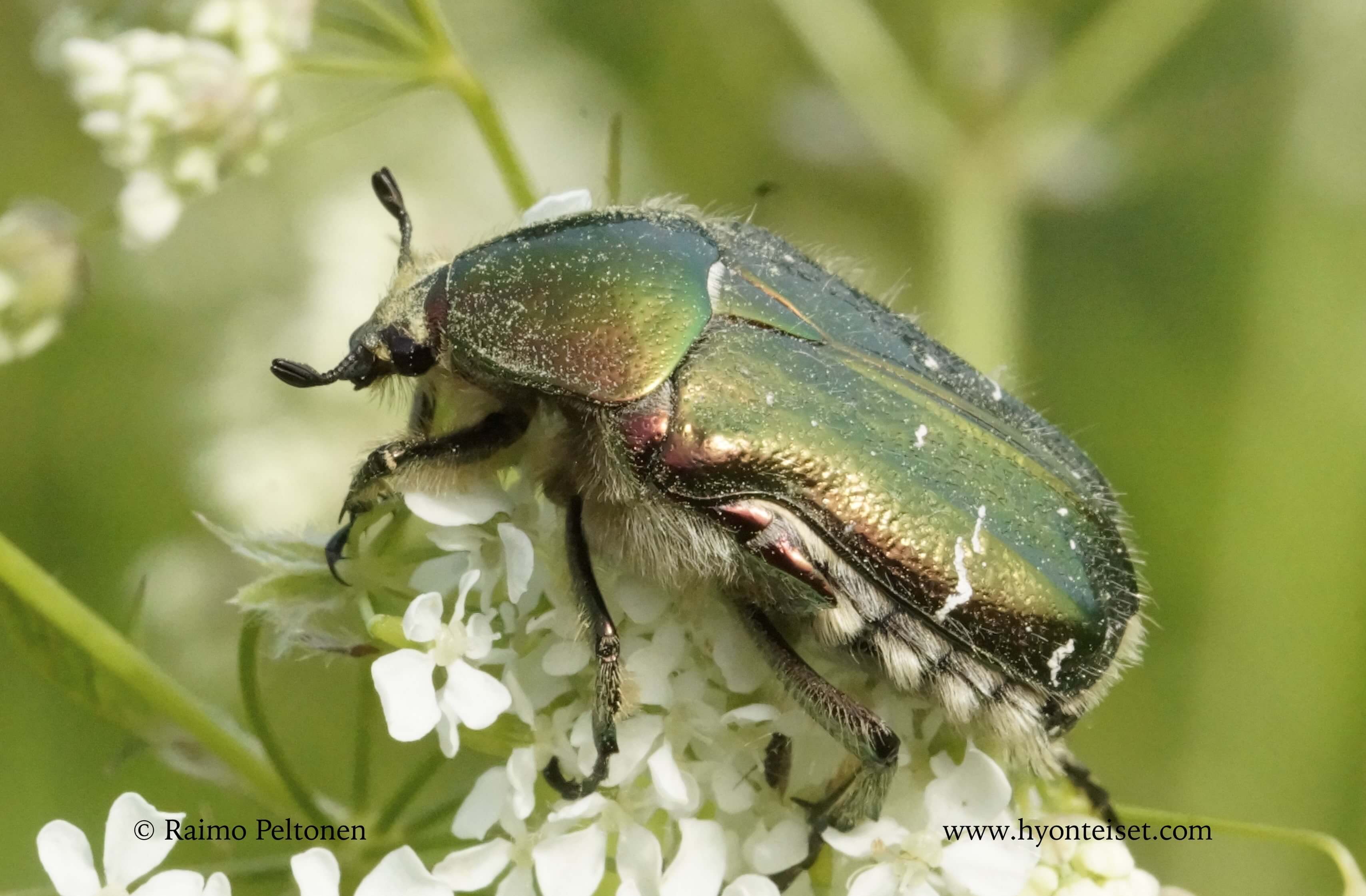 Cetonia aurata-kultakuoriainen