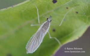 Chaoborus sp. 1