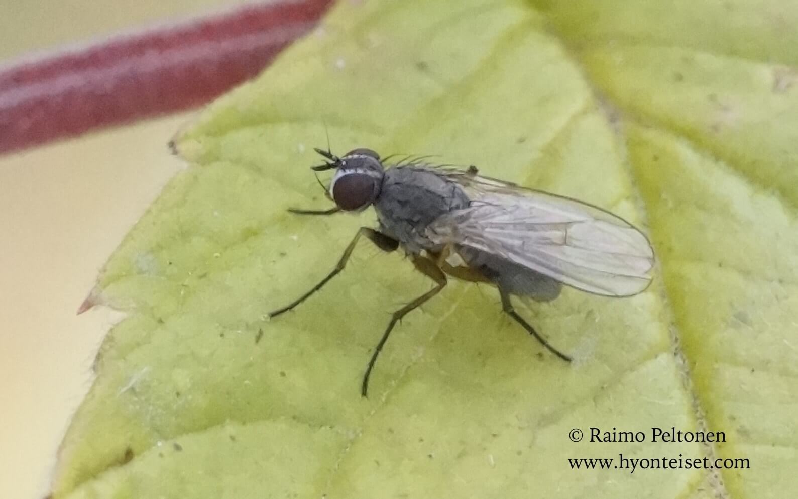 Coenosia cf. agromyziana (det. Kaj Winqvist)
