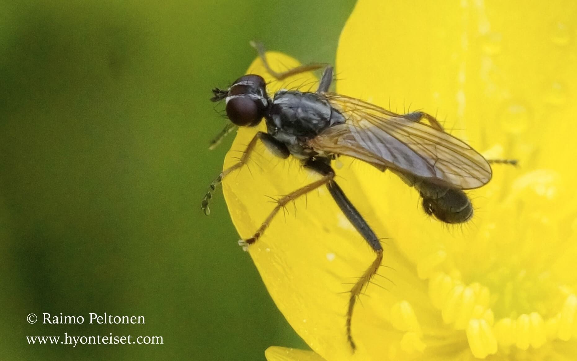 Cordilura cf. aemula (det. Paul Beuk)