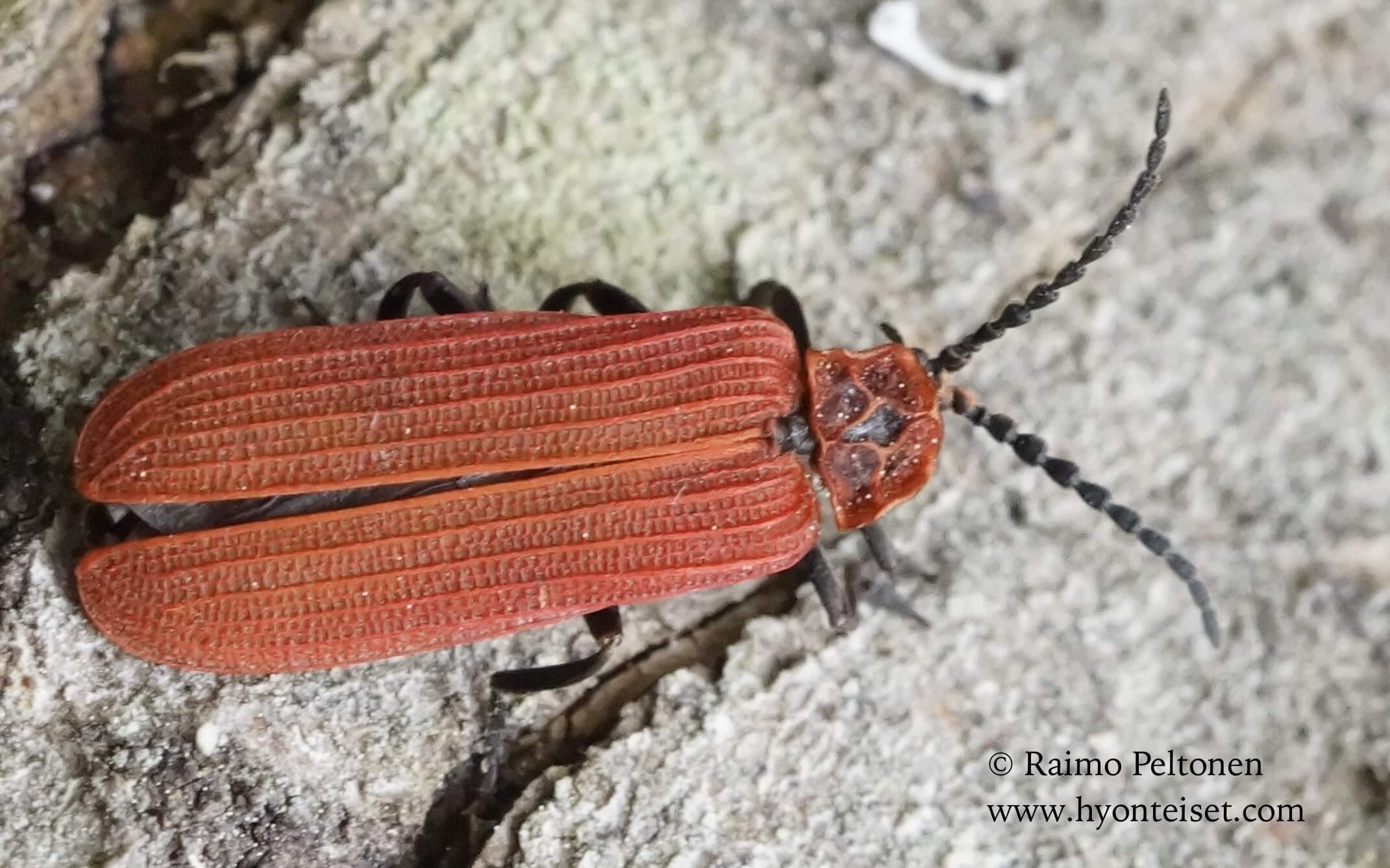 Dictyoptera aurora-aurorakuoriainen