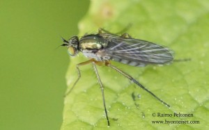 Dolichopus sp. 1