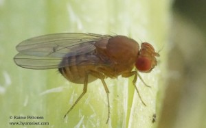 Drosophila histrio 1