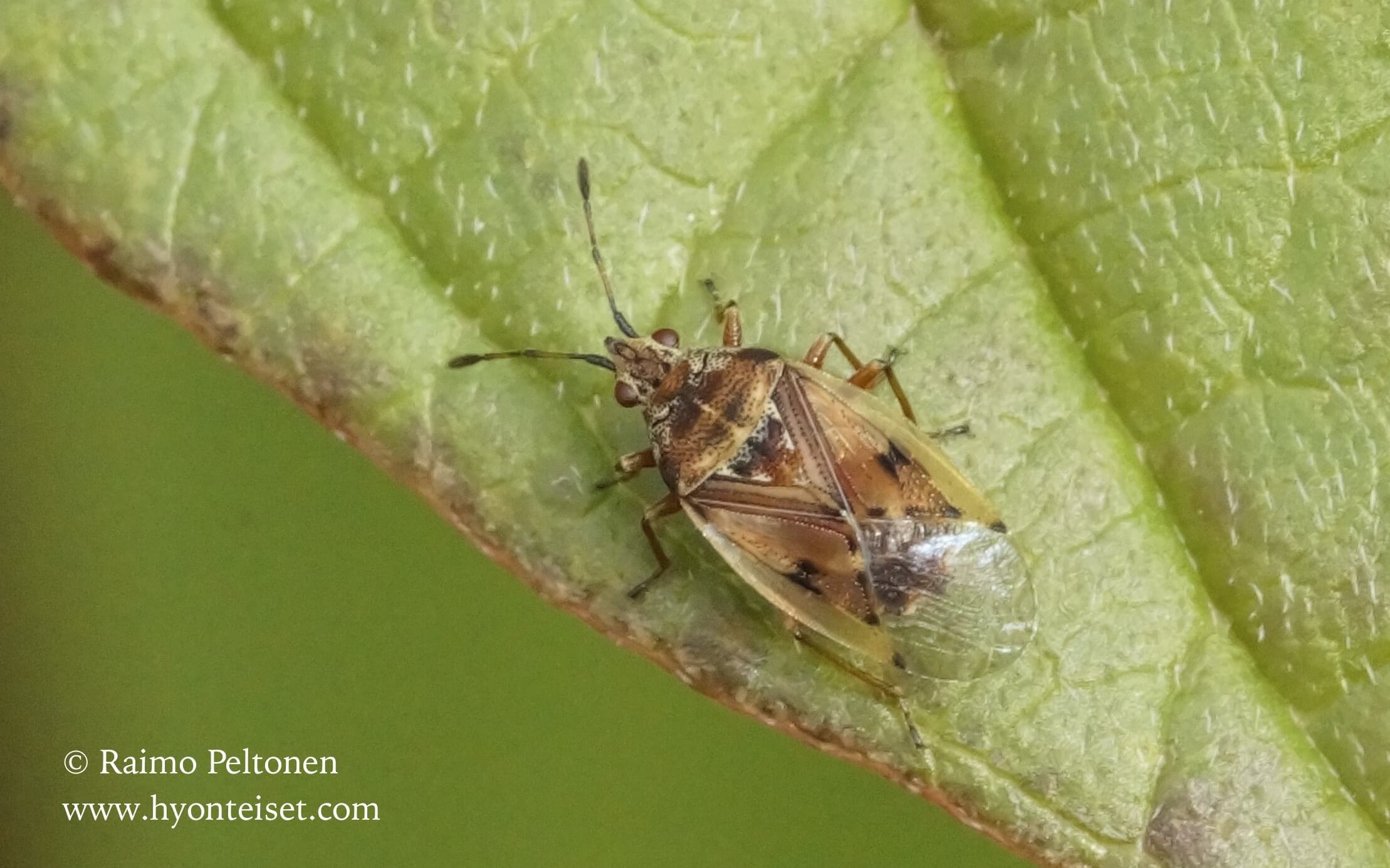 Kleidocerys resedae-kalvolude
