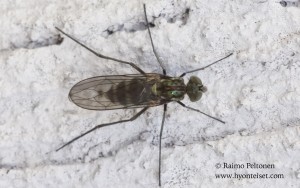 Liancalus virens 1
